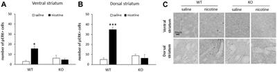 Nicotine self-administration and ERK signaling are altered in RasGRF2 knockout mice